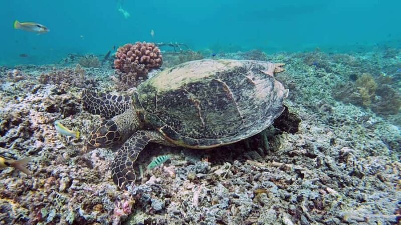 Lombok: Secret Gilis Island-Hopping Tour - Authentic Experiences & the Guide’s Role