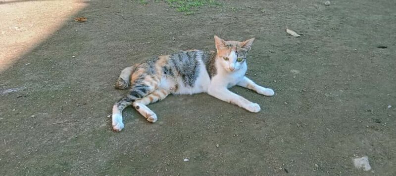 Lombok Senaru: Sasak Village, Waterfall & River Tubing Tour - Why This Tour Offers Real Value