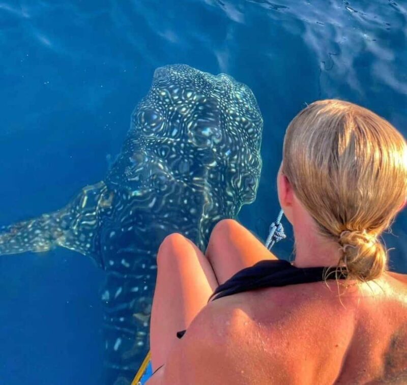 Lombok : Sharing Whale Shark Tour 2 Day 1 Night Sumbawa - FAQ