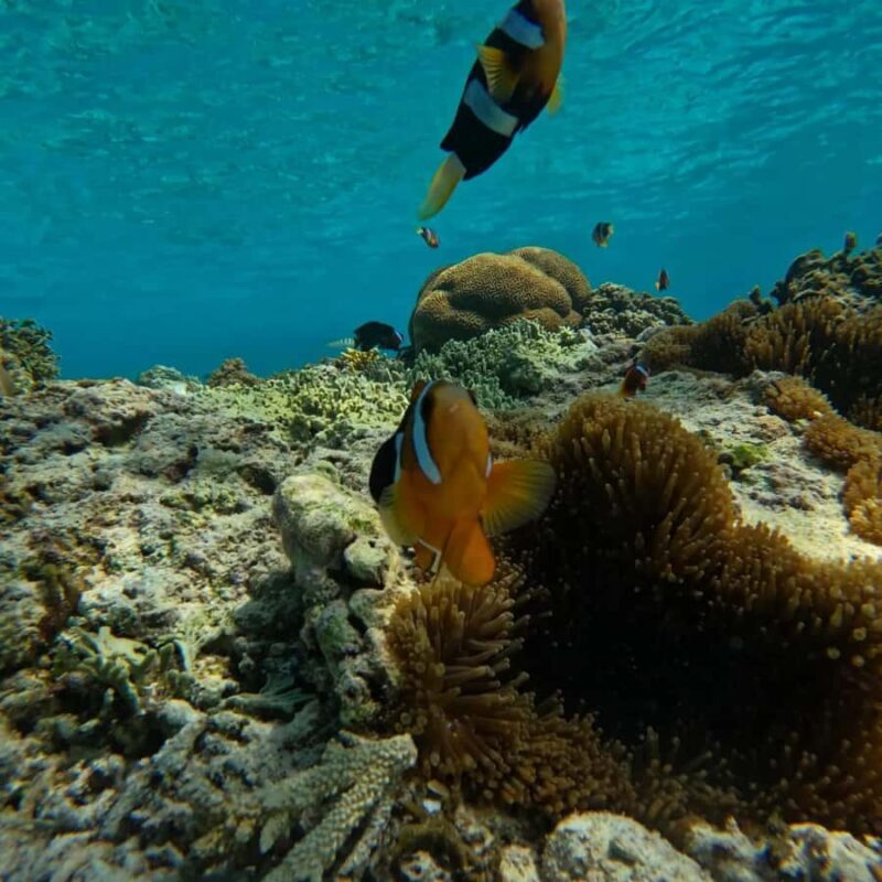 Lombok: Snorkeling & Island Hopping to The Southwest Gilis - FAQ