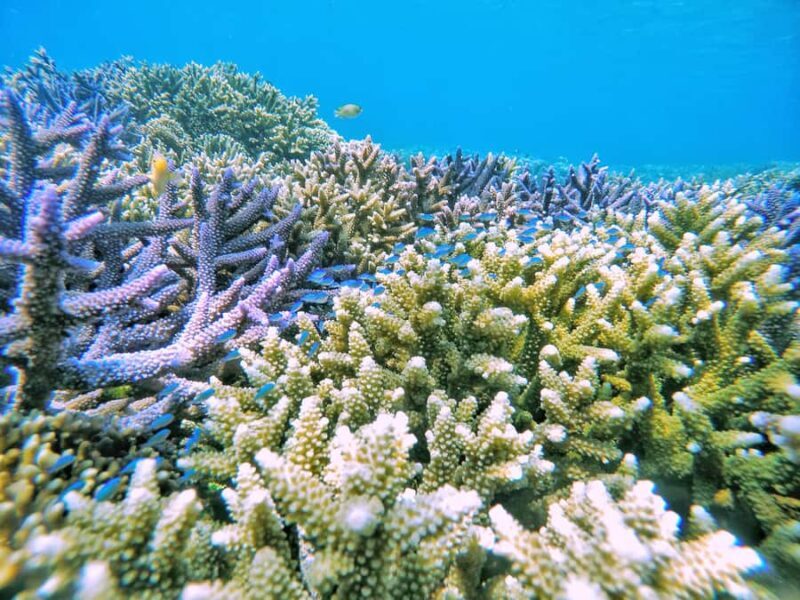 Lombok: Snorkeling Trip Secret Gilis Layar, Rengit & Gede - Final Thoughts