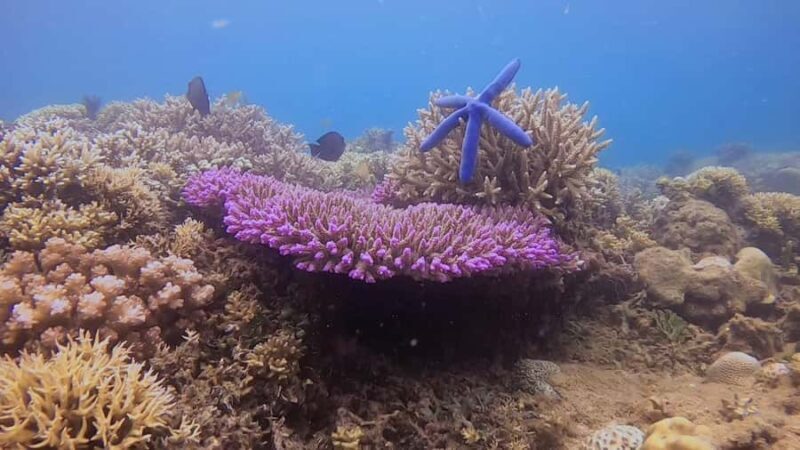 Lombok: Snorkeling Trip Secret Gilis Layar, Rengit & Gede - The Sum Up