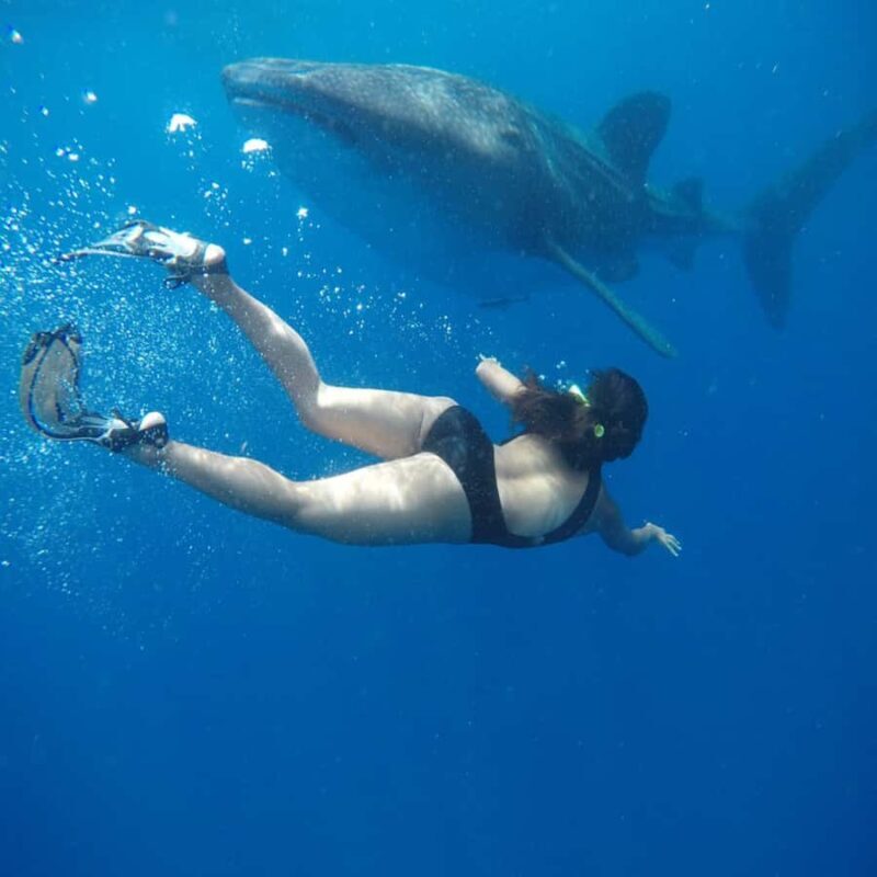 Lombok Sumbawa Best Sharing 2D1N Whale Shark With Snorkeling - Good To Know