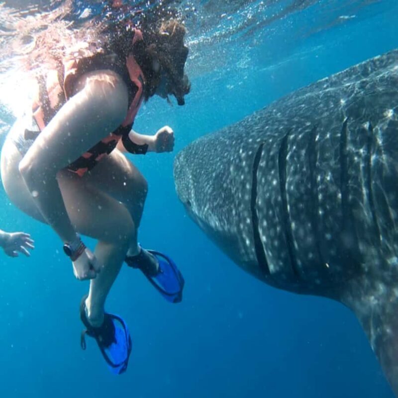 Lombok Sumbawa Best Sharing 2D1N Whale Shark With Snorkeling - An In-Depth Look at the Tour Experience