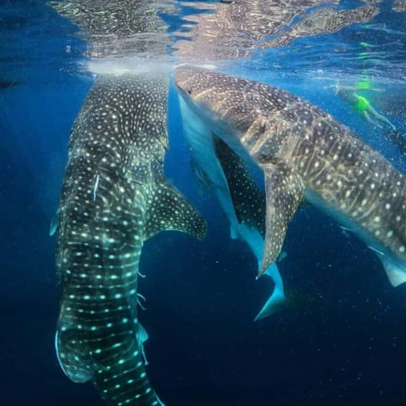Lombok Sumbawa Sharing 2D1N Whale Shark With Snorkeling - An Authentic 2-Day Adventure from Lombok to Sumbawa