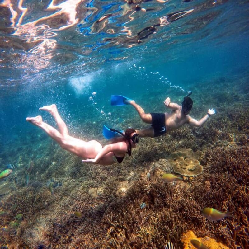 Lombok Sumbawa Sharing 2D1N Whale Shark With Snorkeling - A Closer Look at the Experience