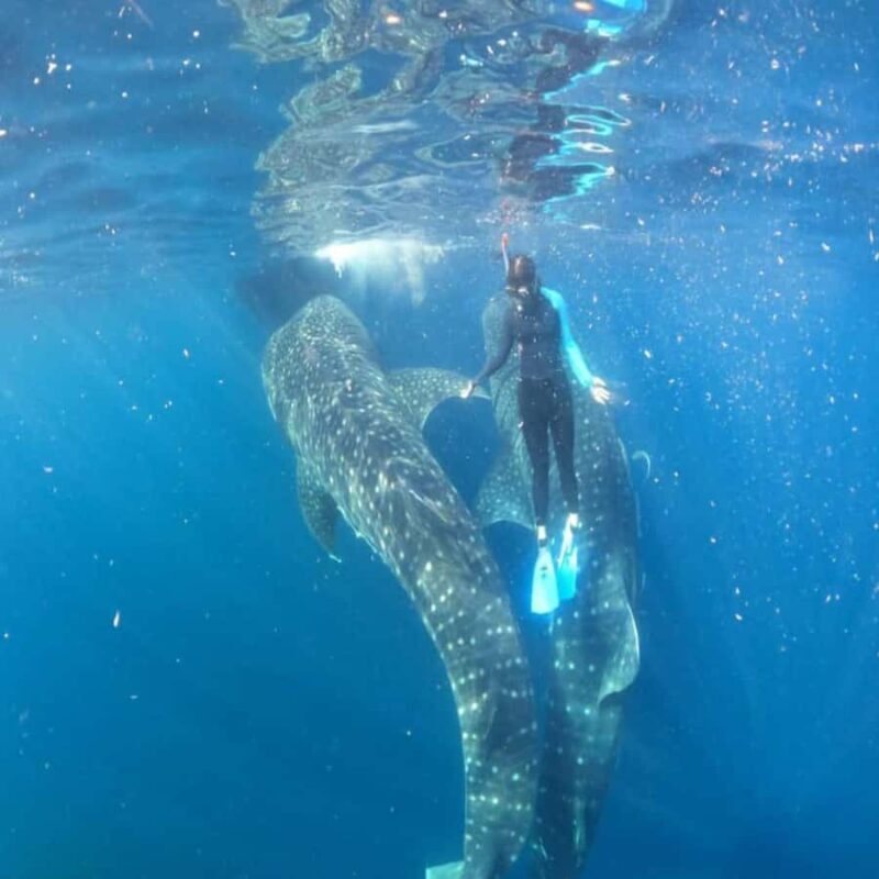 Lombok Sumbawa Sharing 2D1N Whale Shark With Snorkeling - Snorkeling & Marine Encounters