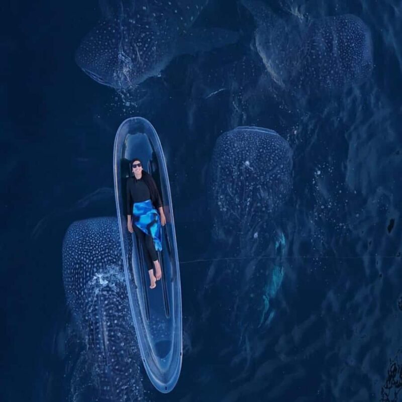 Lombok Sumbawa Sharing 2D1N Whale Shark With Snorkeling - Introduction