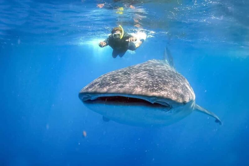 Lombok Sumbawa Sharing 2D1N Whale Shark With Snorkeling - The Sum Up