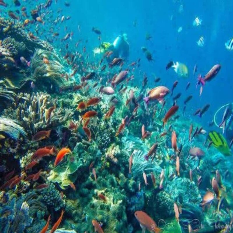 Lombok Sumbawa Sharing 2D1N Whale Shark With Snorkeling - Starting Point: Convenient Pickup & Transfer