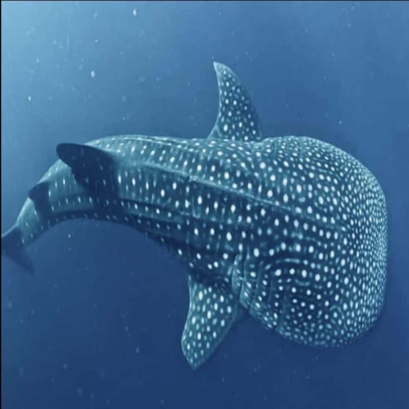 Lombok Sumbawa Sharing 2D1N Whale Shark With Snorkeling - Who Will Love This Tour?