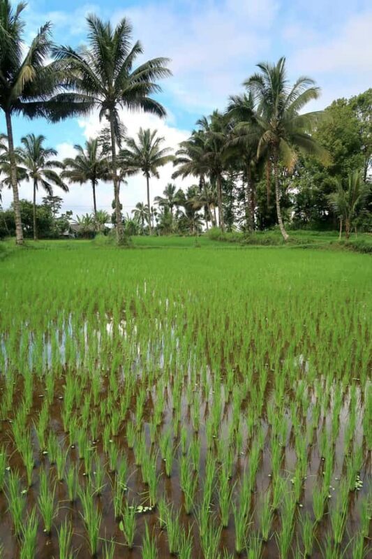 Lombok: Tetebatu Village and Rice Fields Guided Tour - FAQ