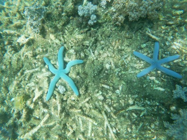 Lombok: the Best Snorkeling in Gili Nanggu, Kedis & Sudak - Tips for Your Snorkeling Adventure