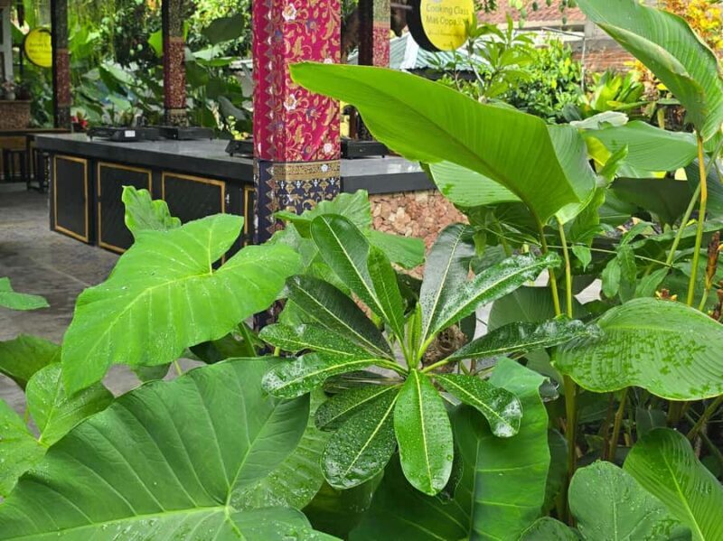 Lombok: Traditional Cooking Class by Mas Oppa - Authenticity and Local Expertise