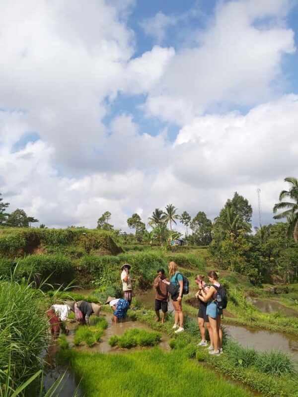 Lombok: Waterfall & Rice Field with Coffee Roasting - Challenges or Considerations