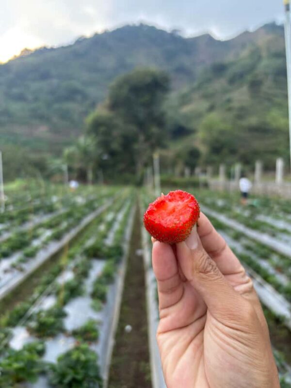 Lombok: Waterfalls, Strawberry Harvest, and Hike Tour - Good To Know