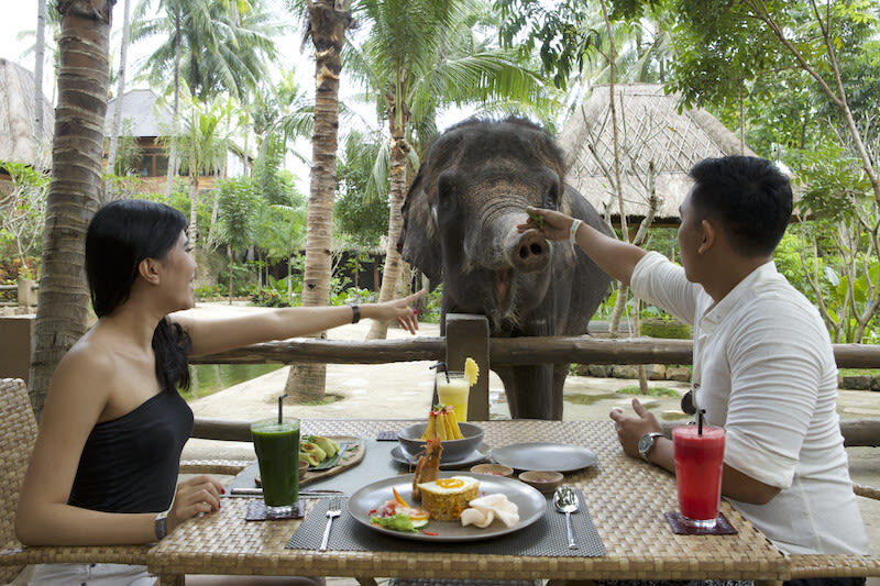 Lombok Wildlife Park Ticket - Deciding on elephant bathing