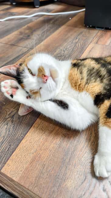 London Cat Cafe: Cat Lounge Entry Ticket - Good To Know