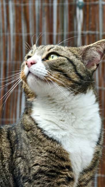 London Cat Cafe: Cat Lounge Entry Ticket - Value and Pricing Analysis