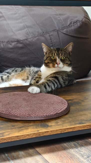 London Cat Cafe: Cat Lounge Entry Ticket - Accessibility and Practical Tips