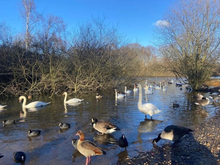 London: East London Country Parks Guided Walking Tour - Experience Highlights