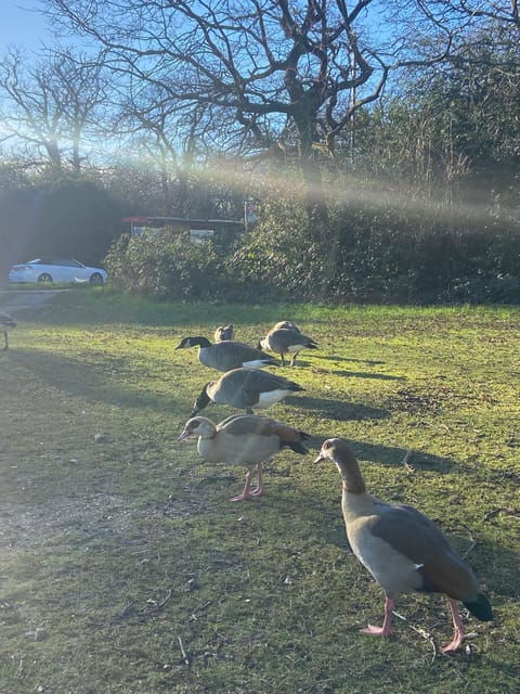 London: East London Country Parks Guided Walking Tour - Tour Itinerary
