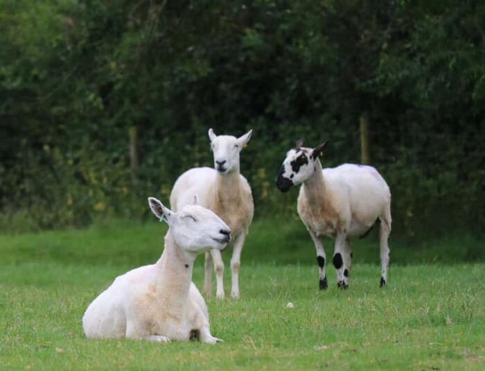 London: Full Day Cotswolds Tour with Shakespeare's Stratford - FAQ