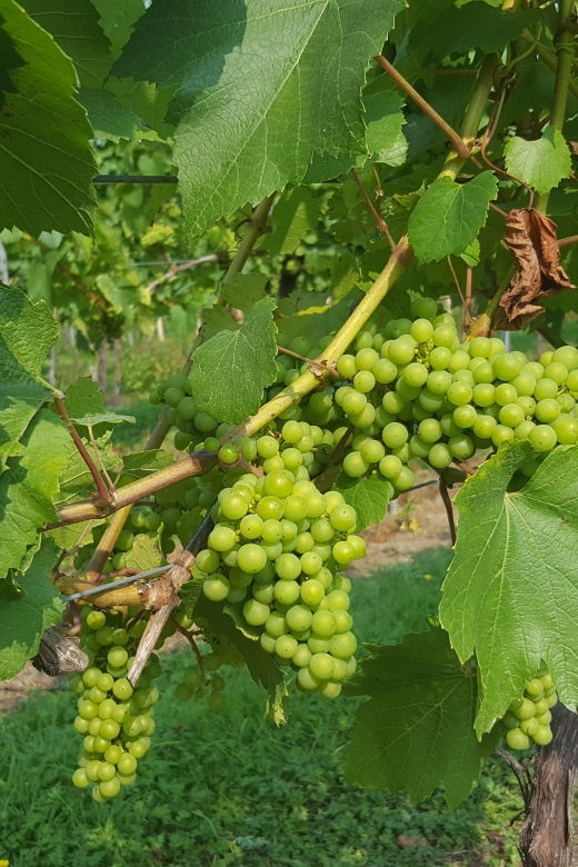 London: Full-Day English Wine Tour with Lunch - The Experience in Detail