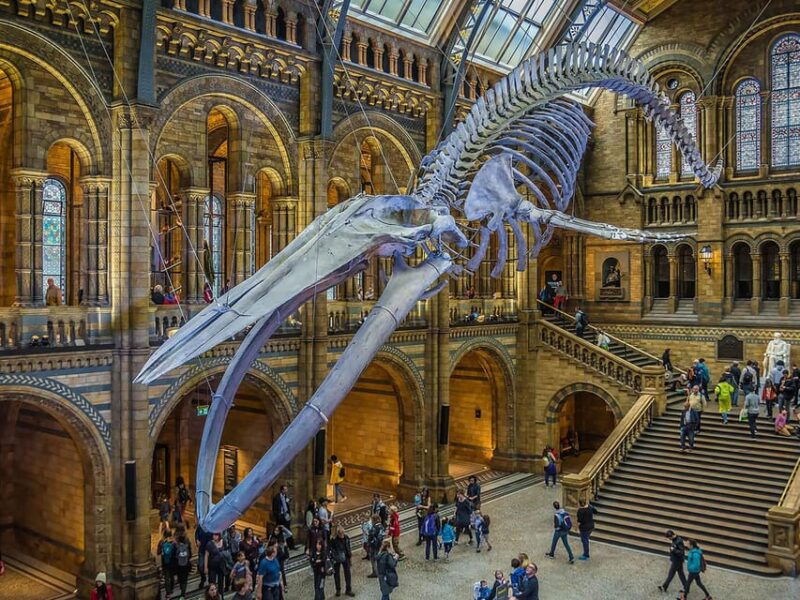 London: Guided Exploration at the Museum of Natural History - Museum Experience