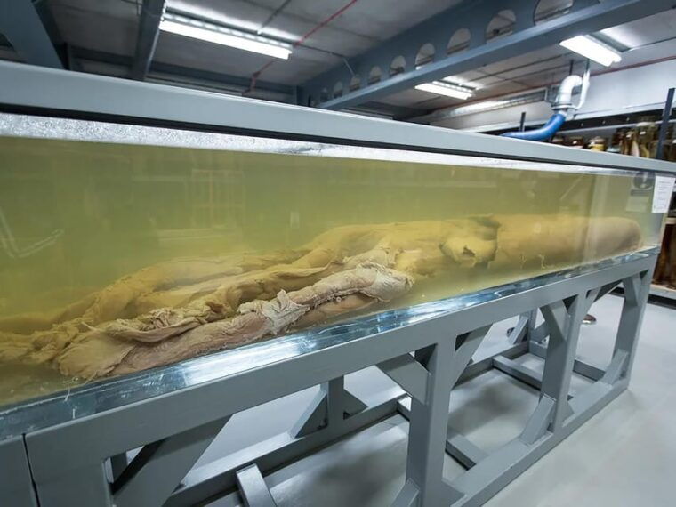 London: Guided Exploration at the Museum of Natural History - Evolution and Geological Insights