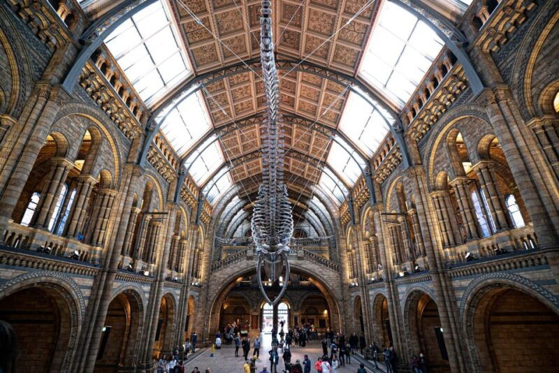 London: Guided Tour of the Natural History Museum - Good To Know