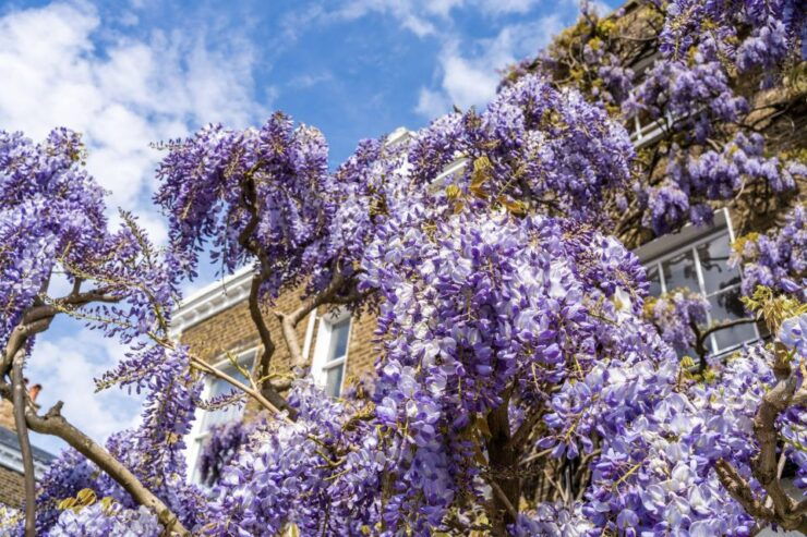 London: Kensington's Magical Mews City Exploration Game - Experience the Magic of Kensingtons Mews Streets