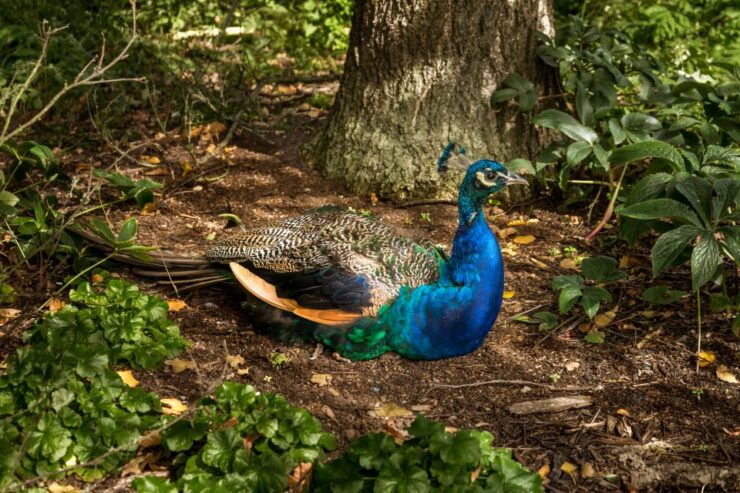 London: Kew Gardens Admission Ticket - Experience