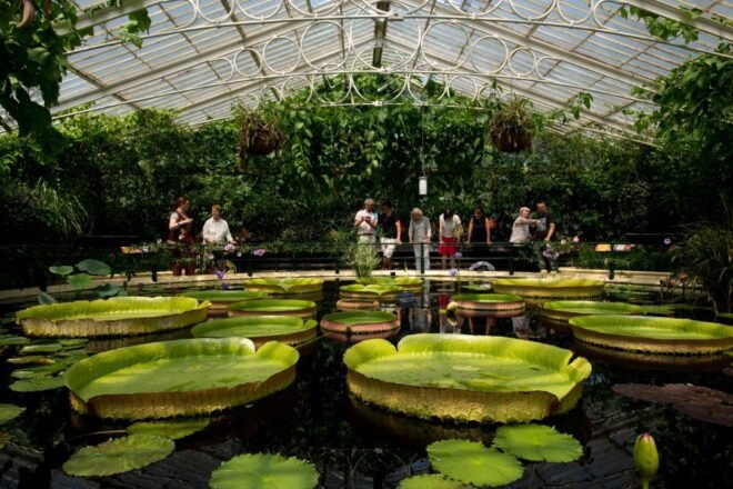 London: Kew Gardens Admission Ticket - Inclusions