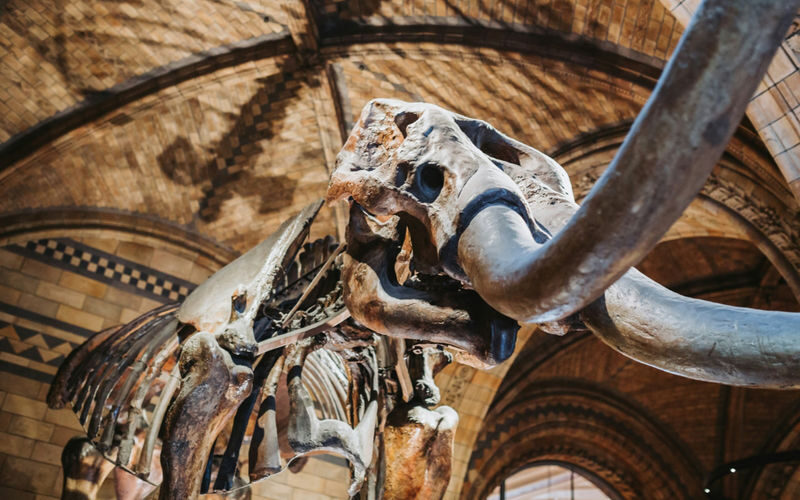 London Natural History Museum Express Tour with Audio Guide - Is $16.15 good value?