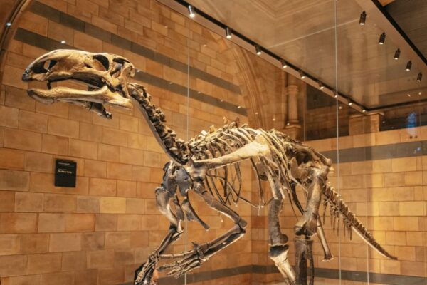 London: Natural History Museum Private Guided Family Tour - Directions
