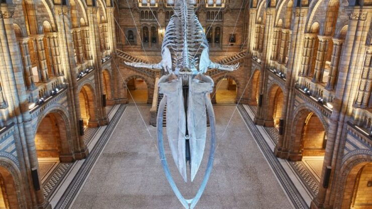 London: Natural History Museum Tour - Tour Experience