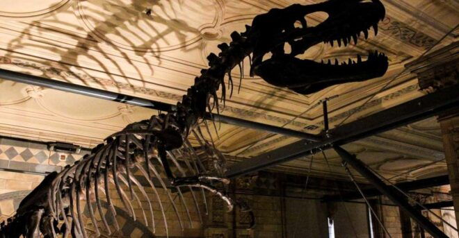 London: Natural History Museum Tour - Highlights