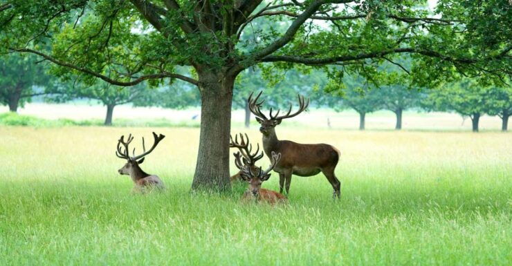 London Richmond Fun Puzzle Treasure Hunt! - Experience the Excitement of Exploring Landmarks