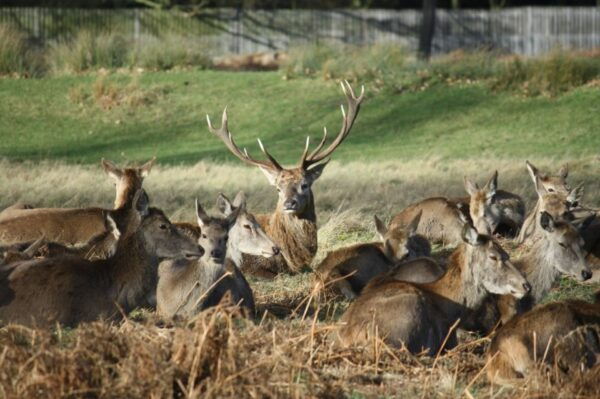 London: Royal Deer Park Bike Tour - Directions