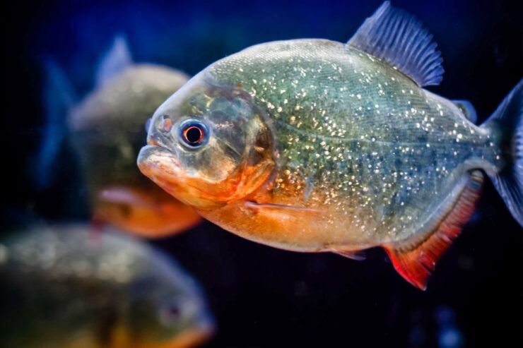 London: SEA LIFE Entry Ticket - Ticket Details and Options