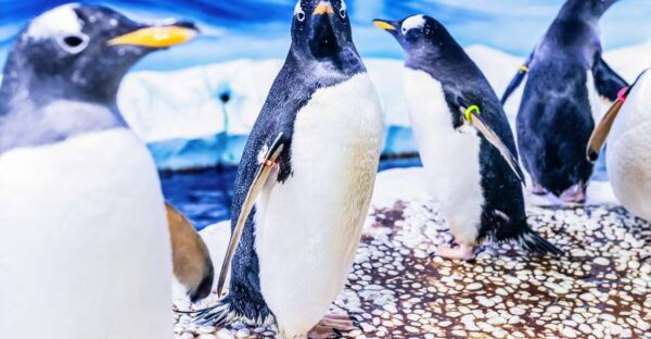 London: SEA LIFE Entry Ticket - Common Questions