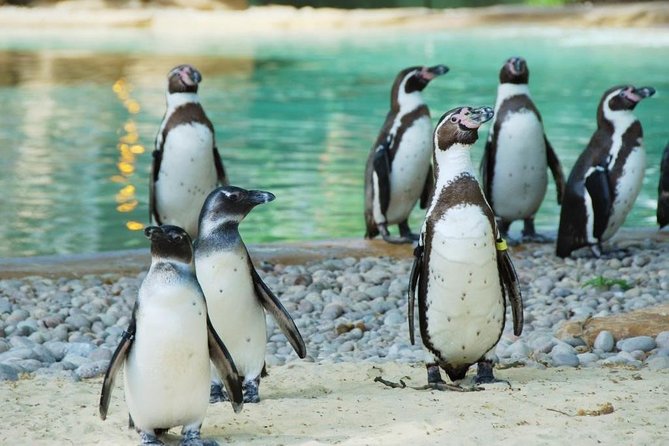 London Zoo Entry Ticket - Entry Ticket Pricing and Options