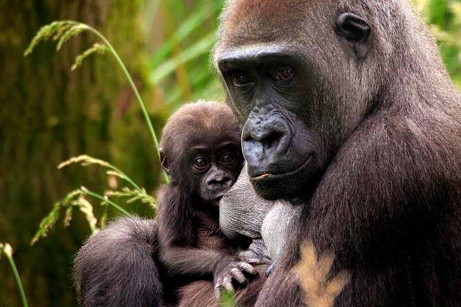 London Zoo Entry Ticket - Meeting and Pickup Information
