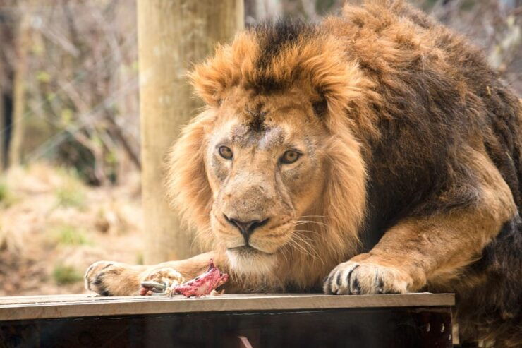 London Zoo: Entry Ticket - Key Attractions