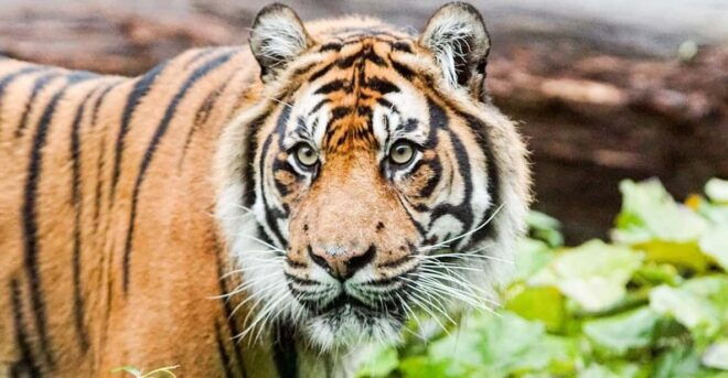 London Zoo: Entry Ticket - Cancellation Policy