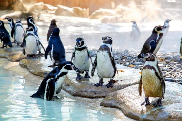 London Zoo: Entry Ticket - Accessibility and Amenities