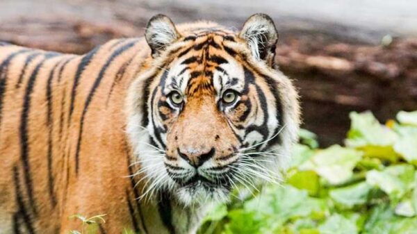 London Zoo: Entry Ticket - Booking and Payment Options