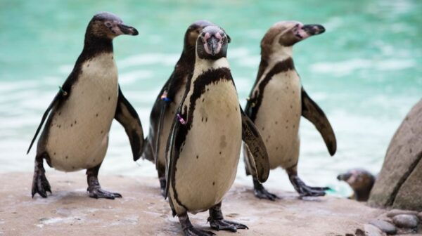 London Zoo: Entry Ticket - The Sum Up