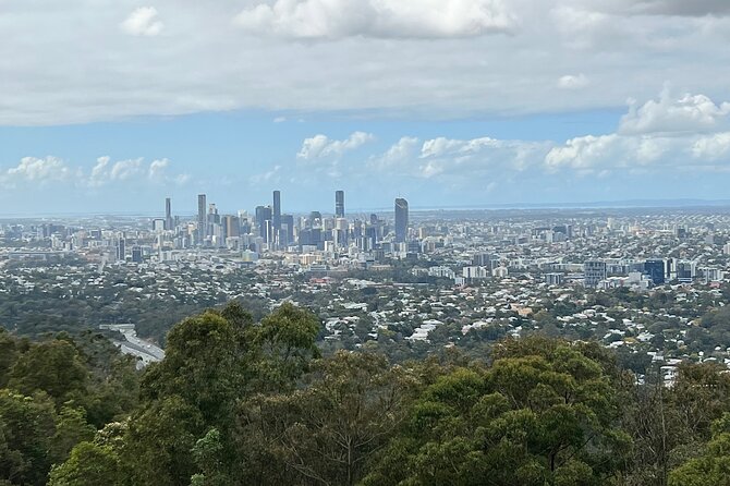 Lone Pine, Brisbane Highlights and Lunch! - Sheepdog Show and Sheep Shearing